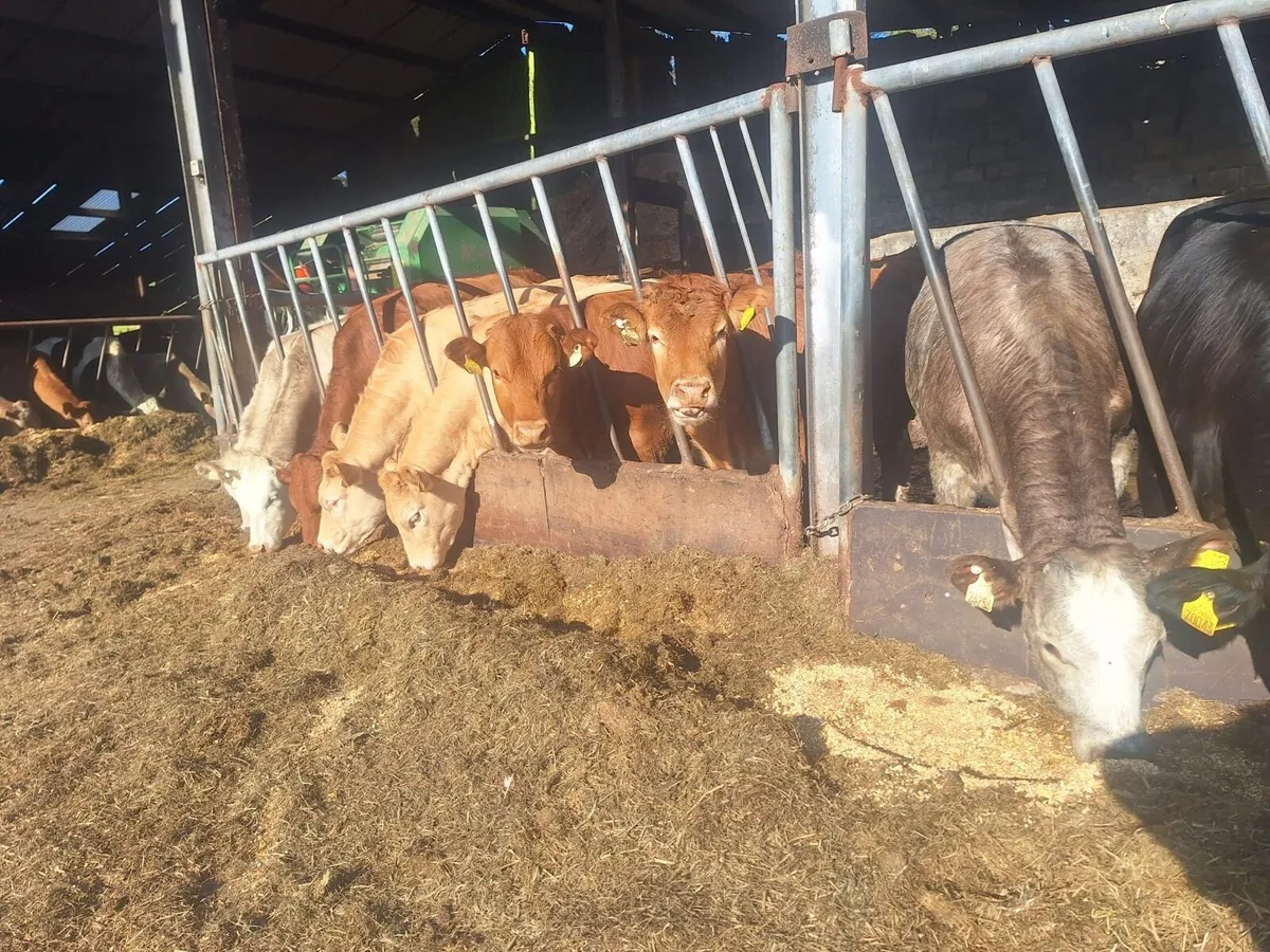 5 star weanling heifers - Image 4
