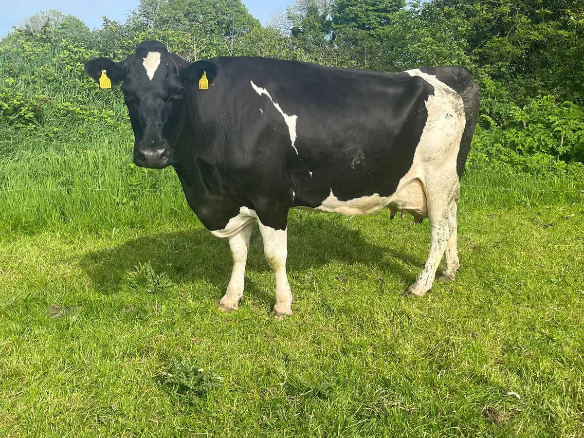 Dairy Sale Enniscorthy Mart 13th May 1pm - Image 1