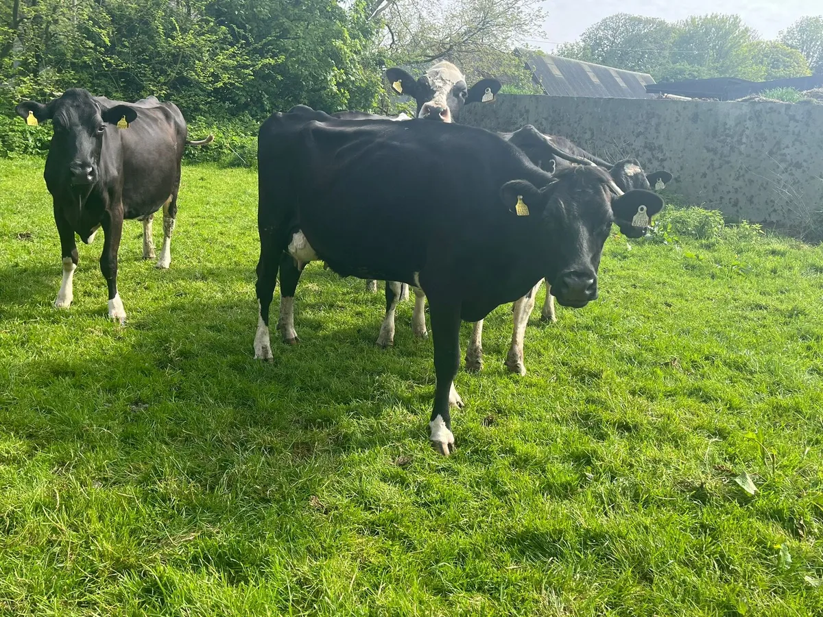 Dairy Sale Enniscorthy Mart 13th May 1pm - Image 2