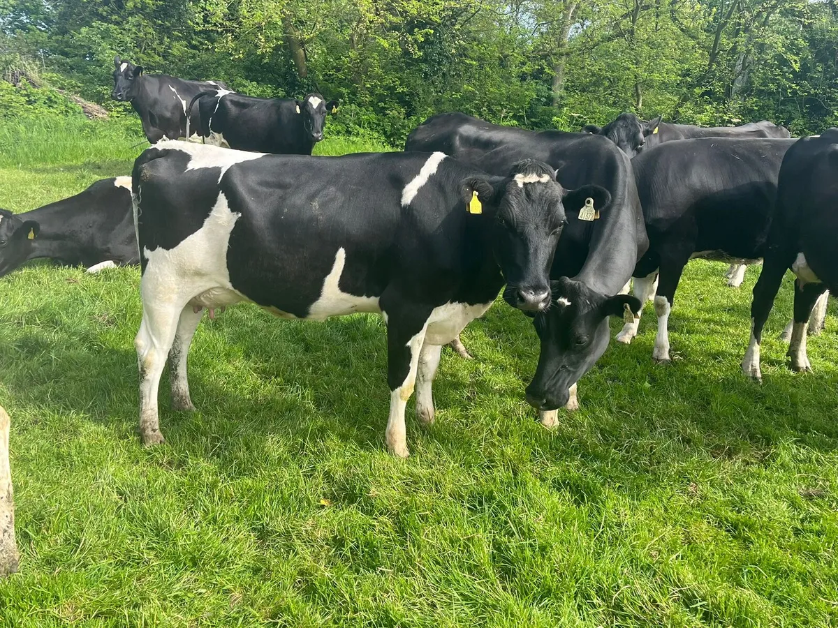 Dairy Sale Enniscorthy Mart 13th May 1pm - Image 3