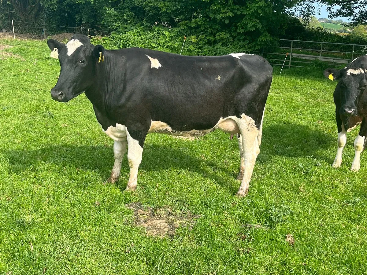 Dairy Sale Enniscorthy Mart 13th May 1pm - Image 4