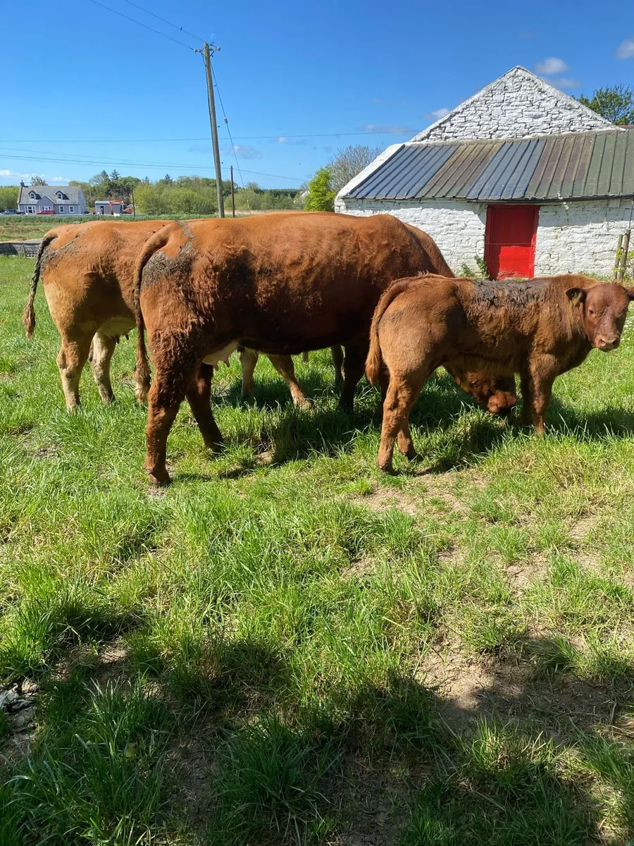 Heifers with calves at foot Ennis Mart - Image 1