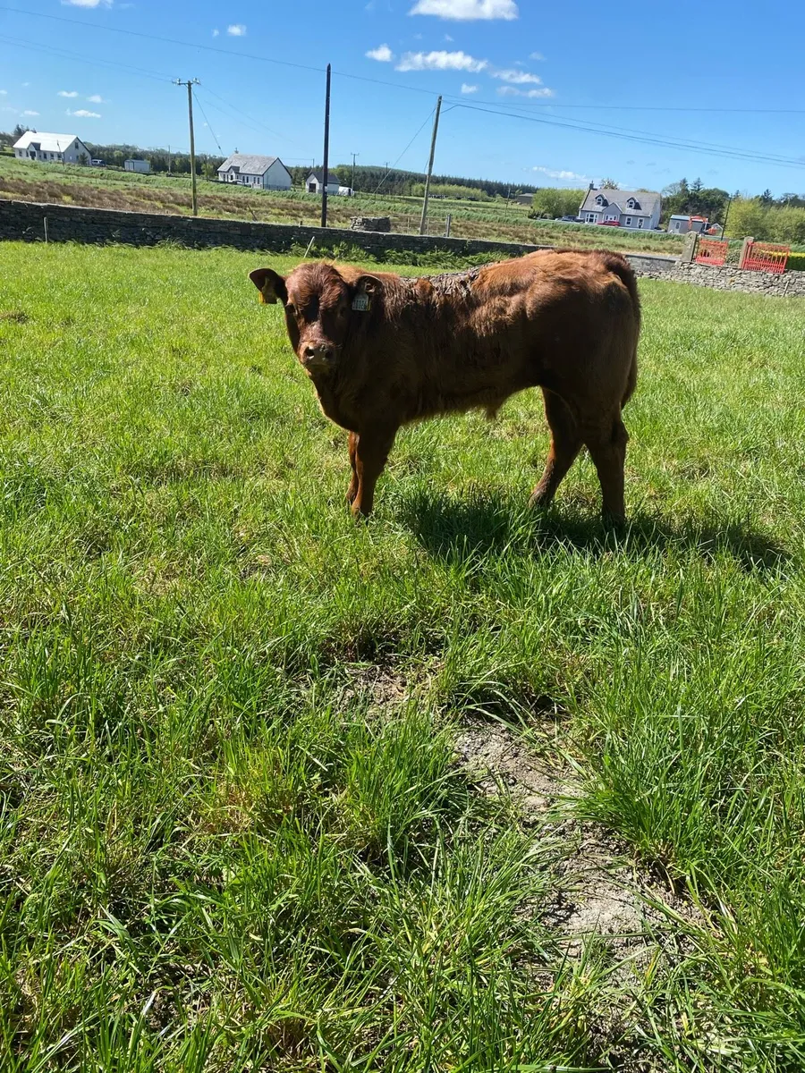 Heifers with calves at foot Ennis Mart - Image 2