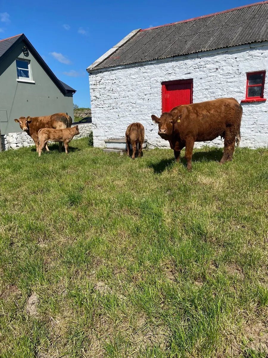 Heifers with calves at foot Ennis Mart - Image 3