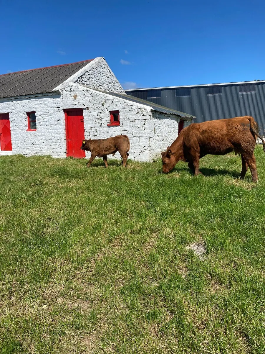 Heifers with calves at foot Ennis Mart - Image 4