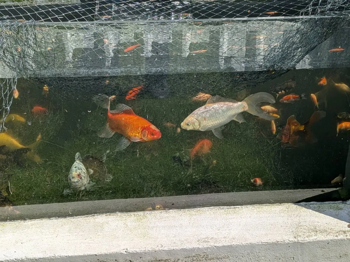Pond Goldfish - Image 1