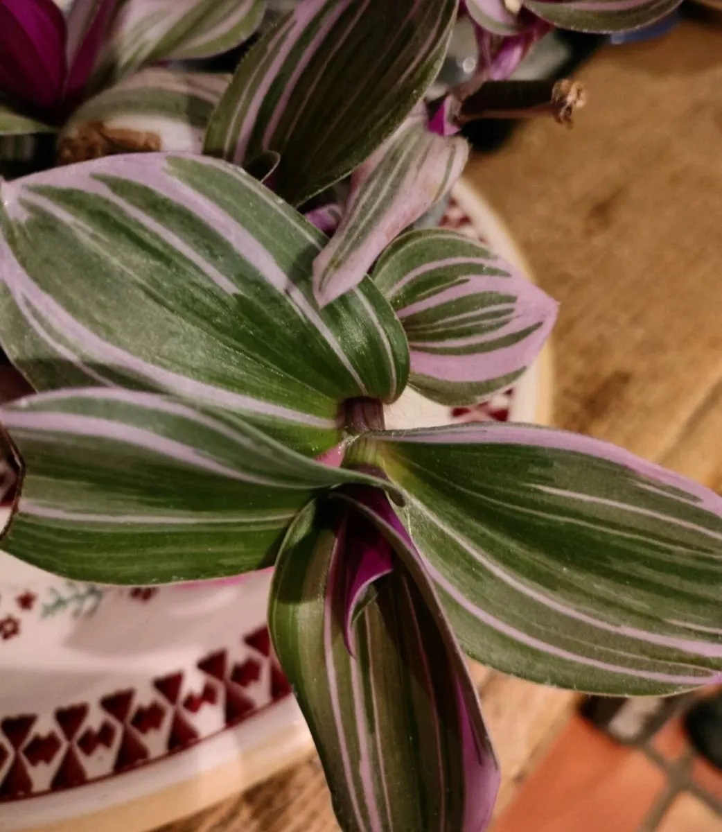 House plants Air purifiers and more.
SPIDER PLANT - Image 4