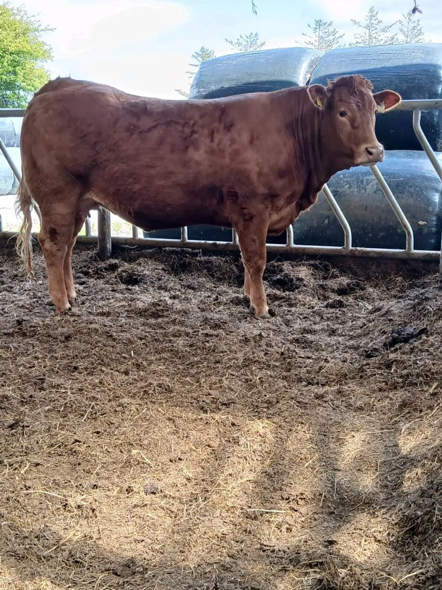 Limousin Springer - Image 1