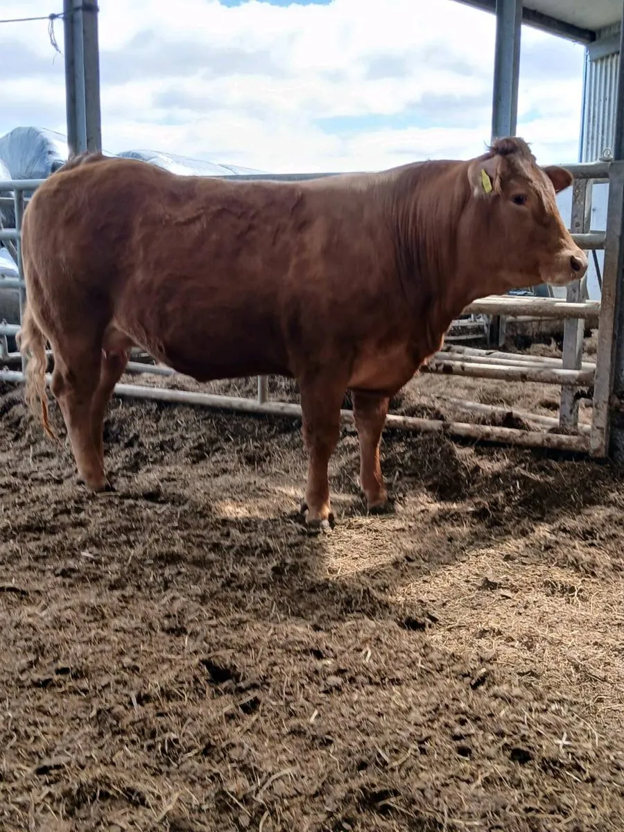Limousin Springer - Image 2