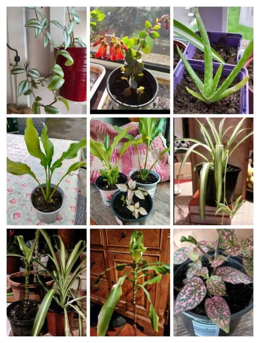 House plants Air purifiers and more.
SPIDER PLANT - Image 1