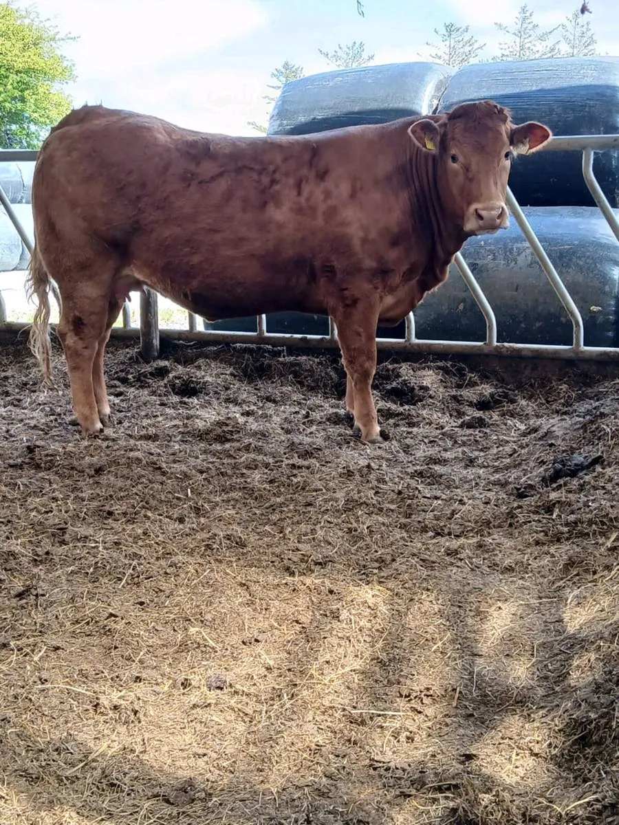 Limousin Springer - Image 3