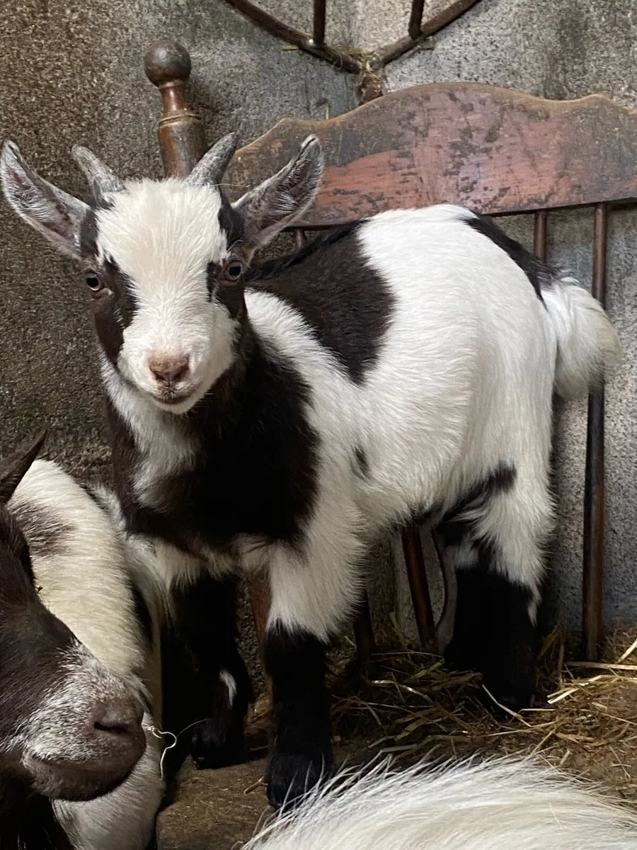 💥2 purebred Pygmy goat bucks 💥 - Image 1