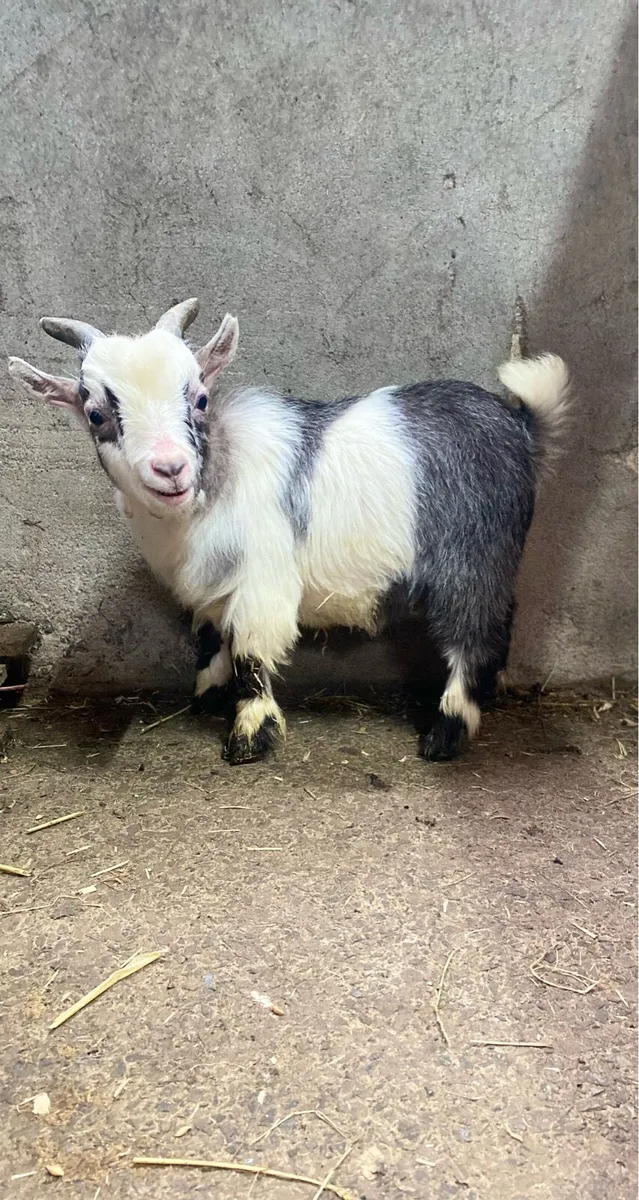 💥2 purebred Pygmy goat bucks 💥 - Image 2