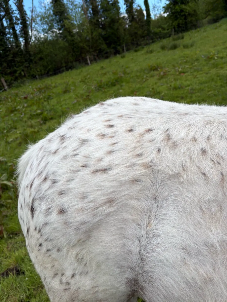 Appaloosa filly - Image 2