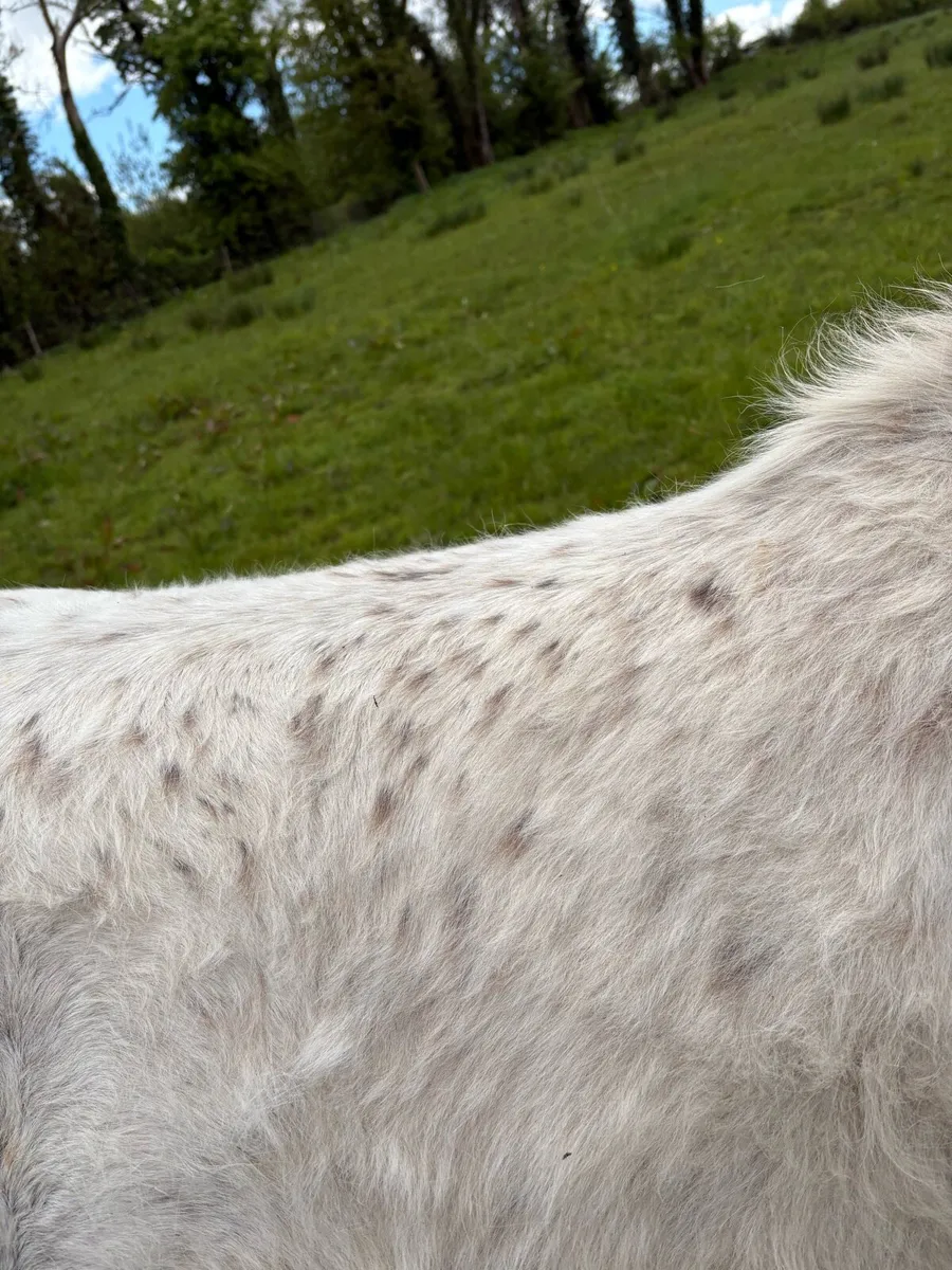 Appaloosa filly - Image 3