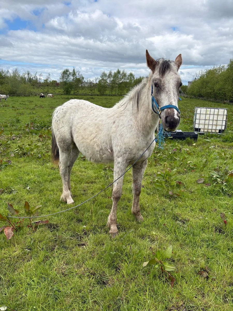 Appaloosa filly - Image 4