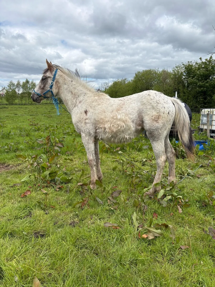 Appaloosa filly - Image 1