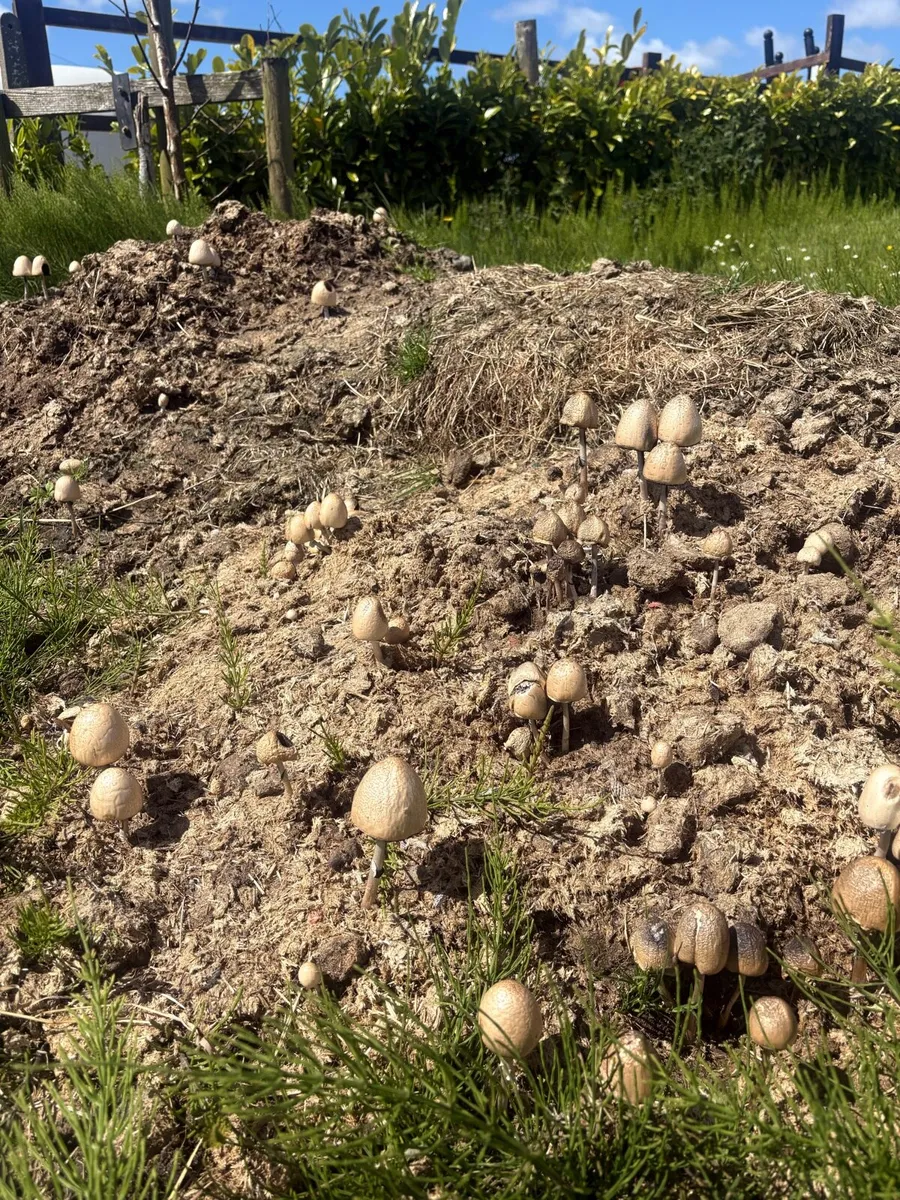 Horse manure - Image 3