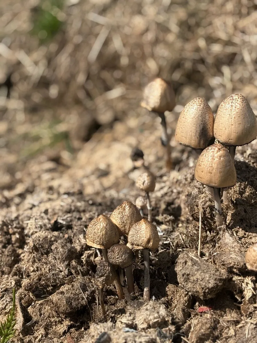 Horse manure - Image 4