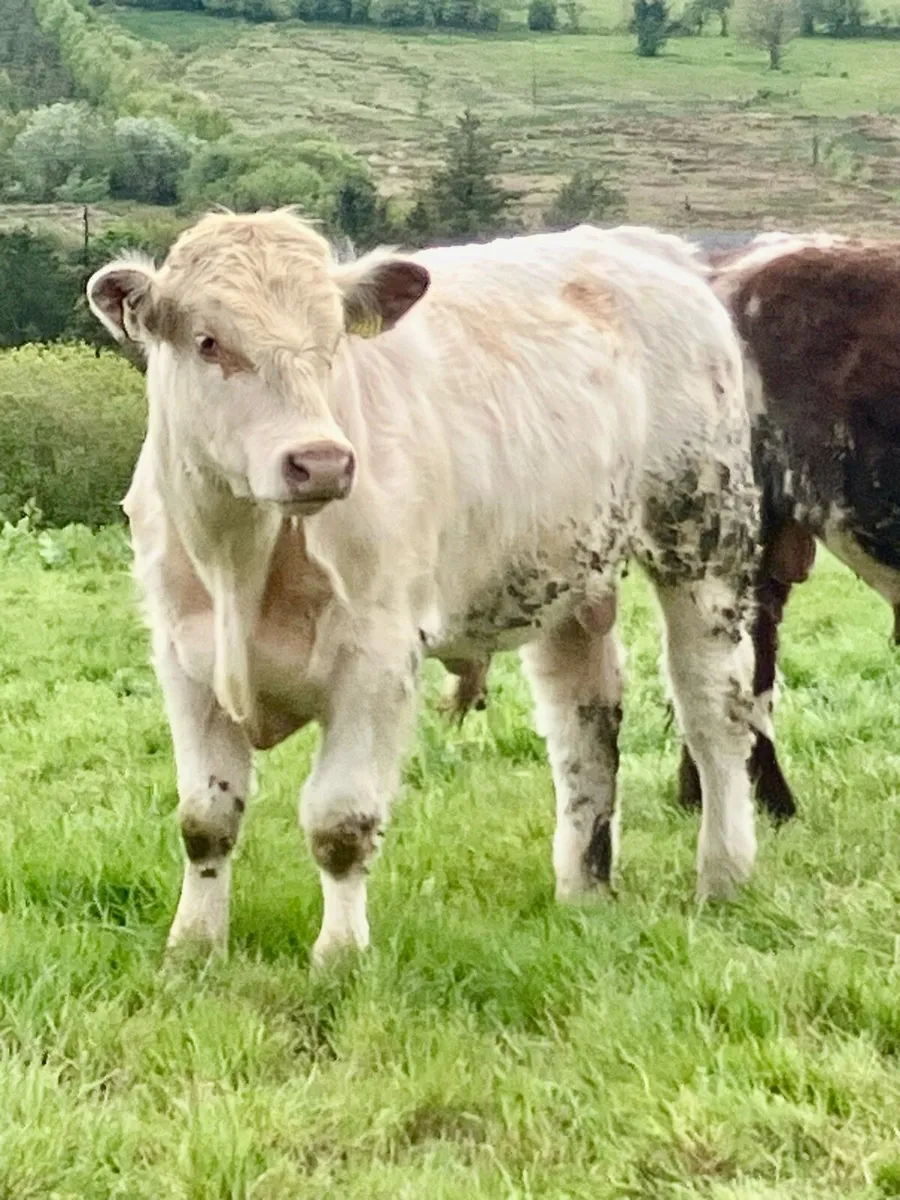 P.B.R Shorthorn Bull - Image 2