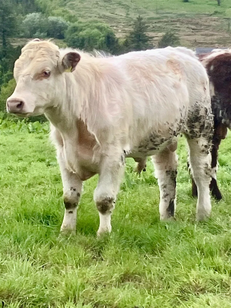 P.B.R Shorthorn Bull - Image 3