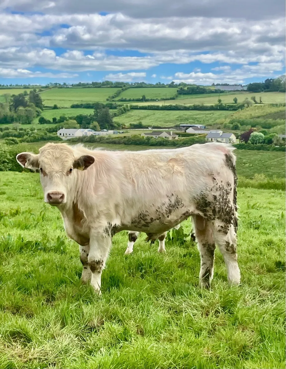 P.B.R Shorthorn Bull - Image 4