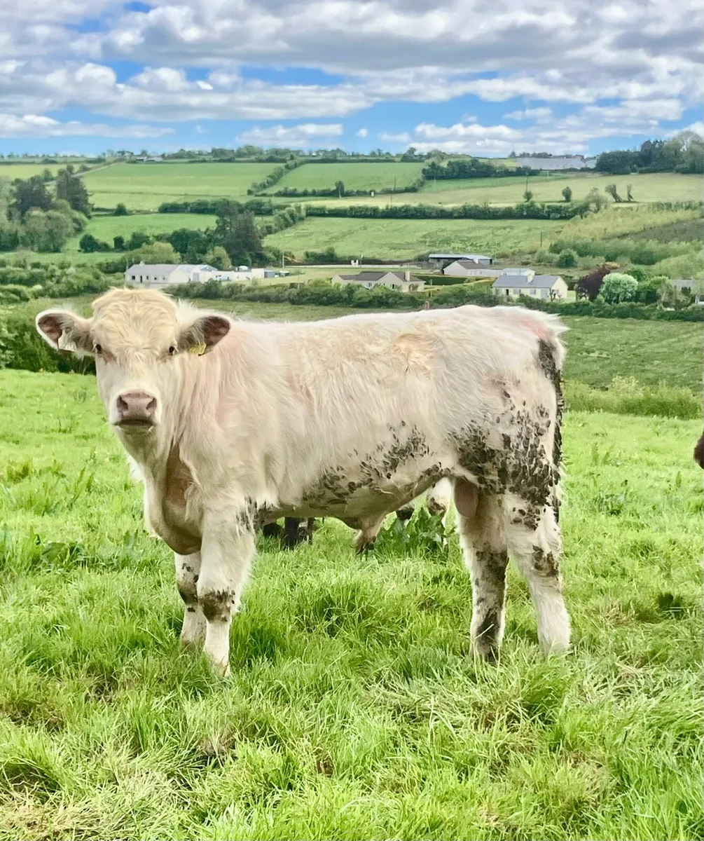 P.B.R Shorthorn Bull - Image 1