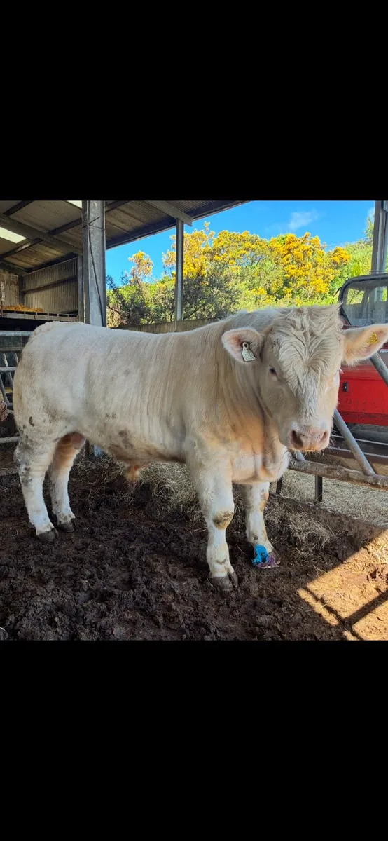 Pedigree Charolais bull - Image 1