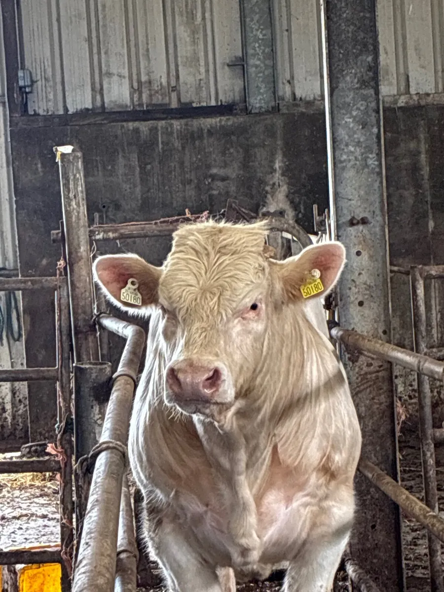 Pedigree Charolais bull - Image 2