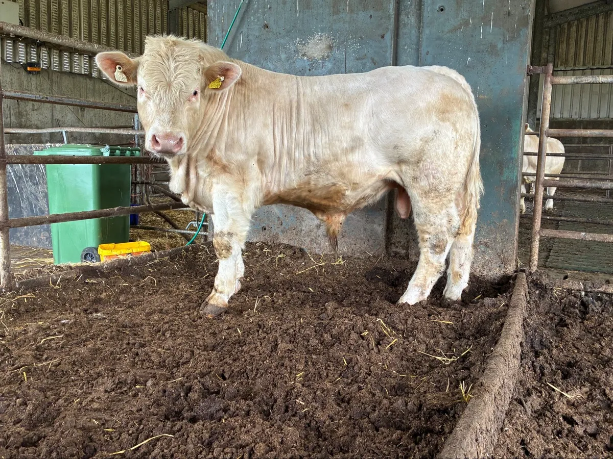 Pedigree Charolais bull - Image 3