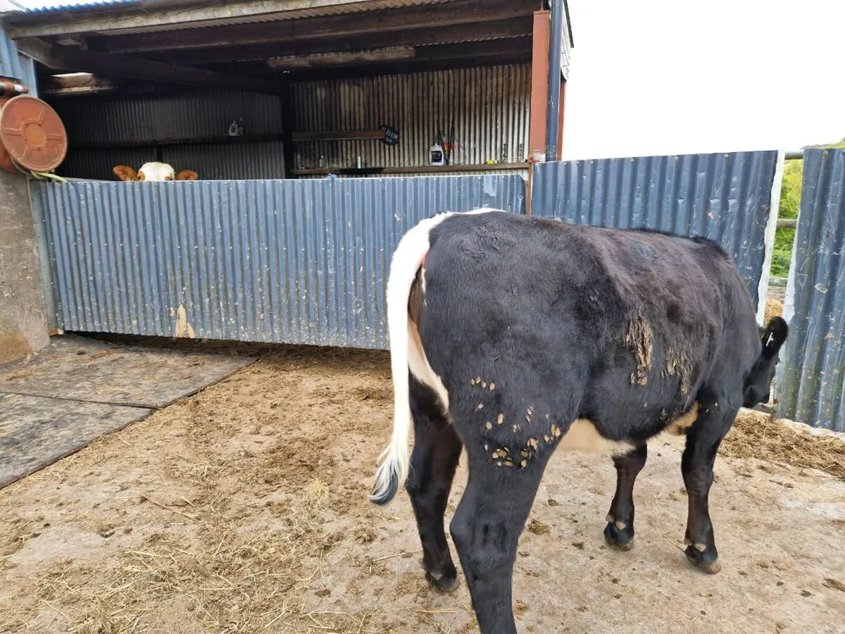 Aberdeen Angus breeding heifer - Image 2