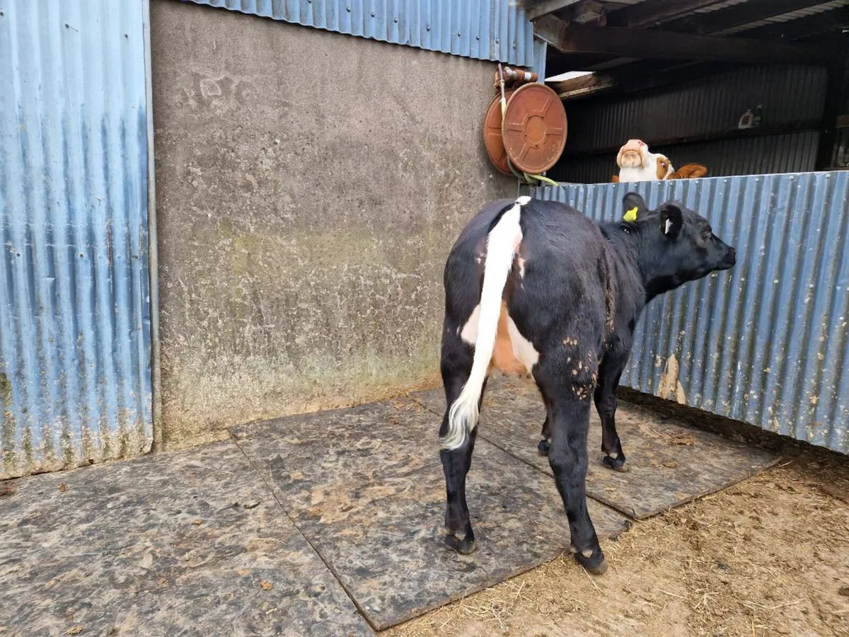 Aberdeen Angus breeding heifer - Image 3