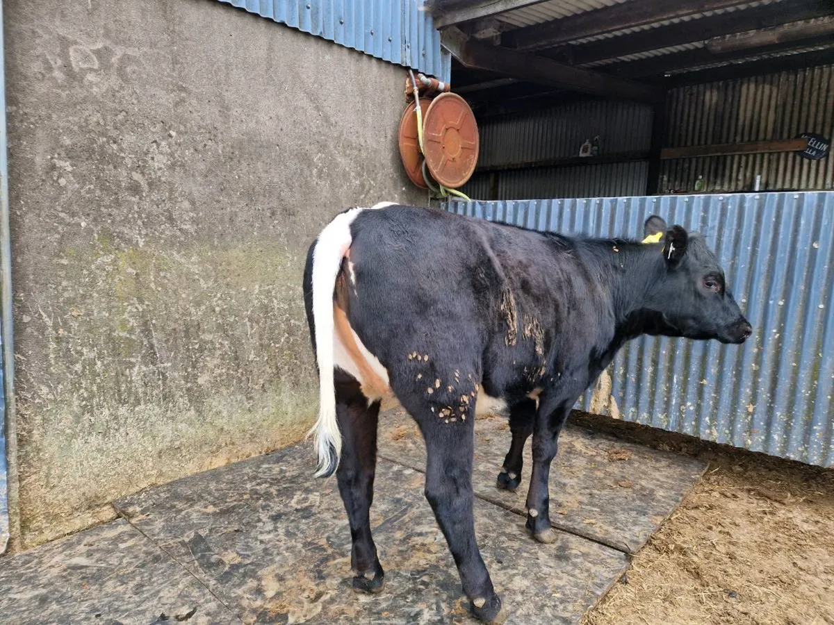 Aberdeen Angus breeding heifer - Image 4
