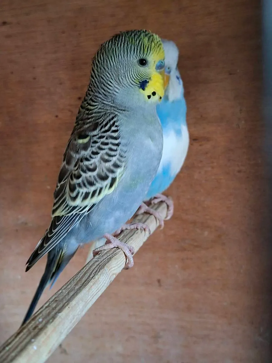 4 male budgies - Image 1
