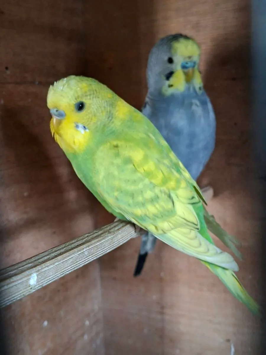 4 male budgies - Image 2