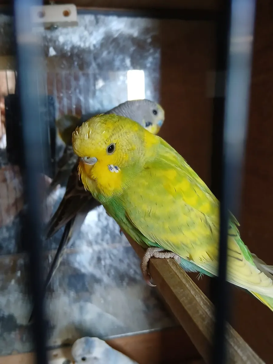 4 male budgies - Image 3