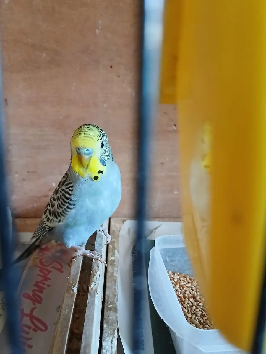 4 male budgies - Image 4