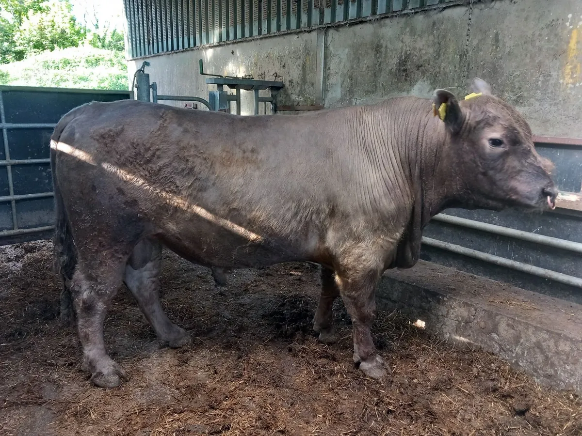 Cattle - Image 2