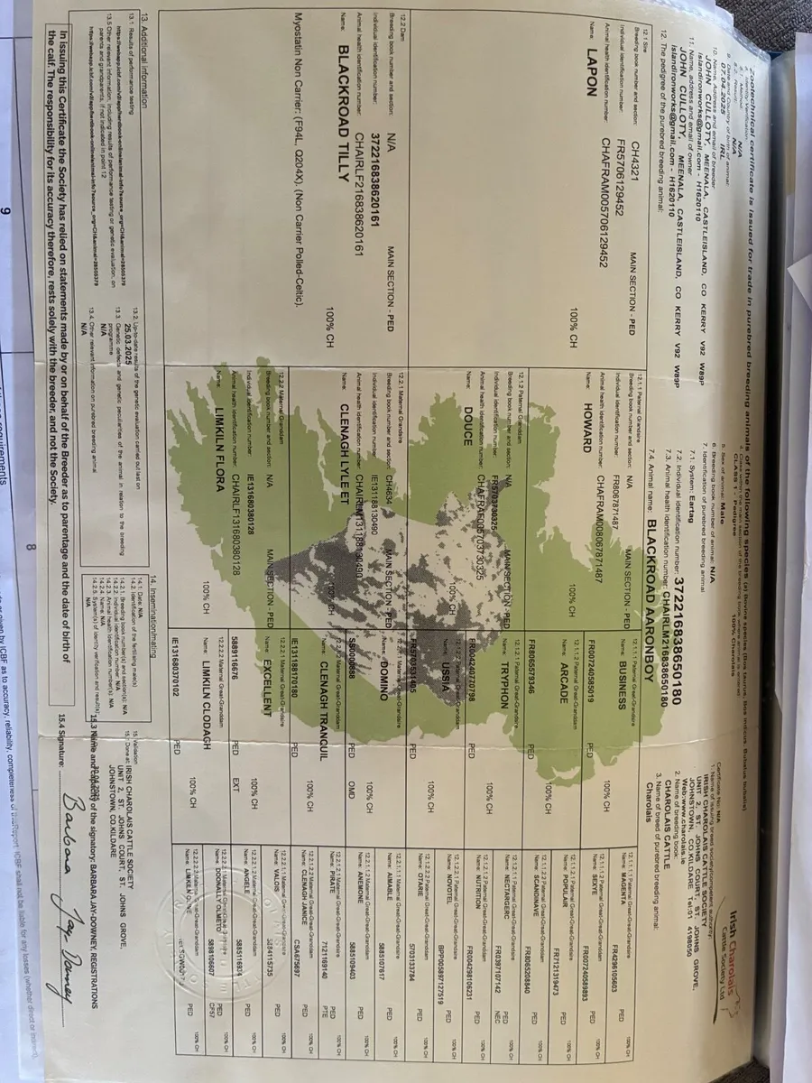Pedigree Charolais bull - Image 3