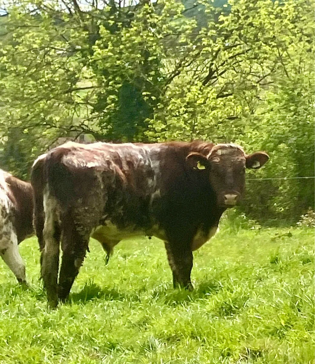P.B.R Shorthorn Bull - Image 1