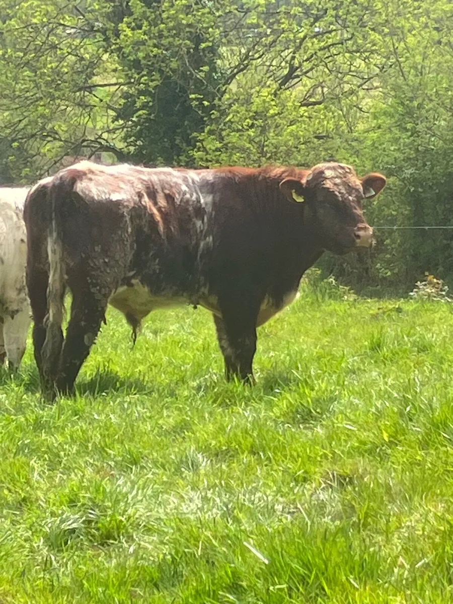 P.B.R Shorthorn Bull - Image 2