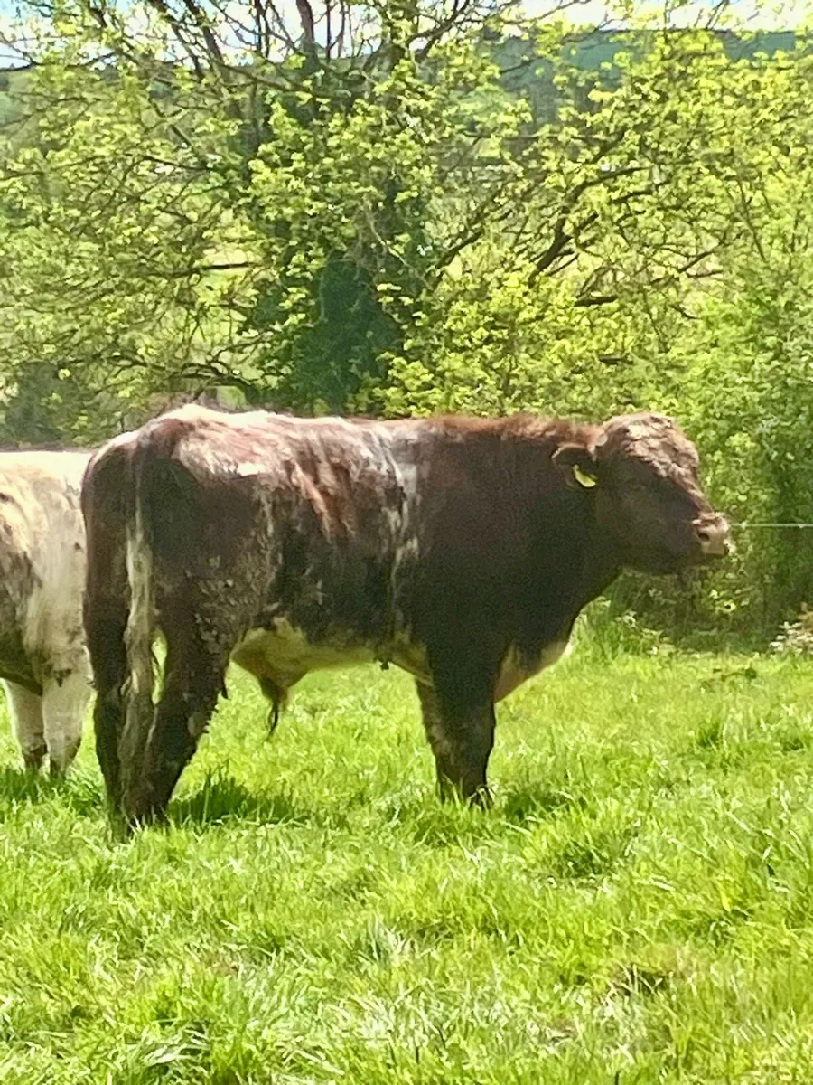 P.B.R Shorthorn Bull - Image 3