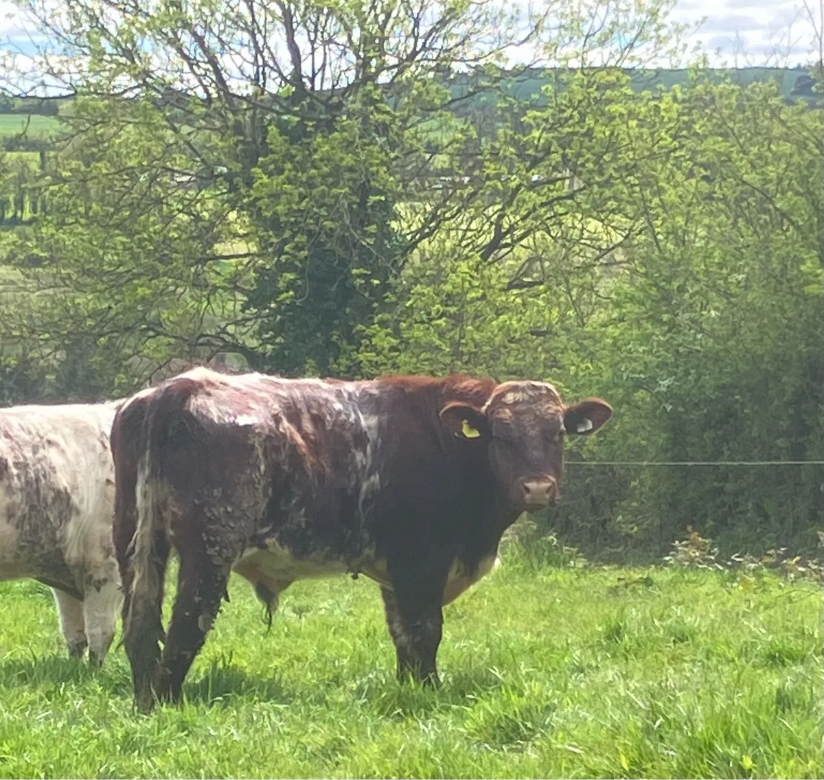 P.B.R Shorthorn Bull - Image 4