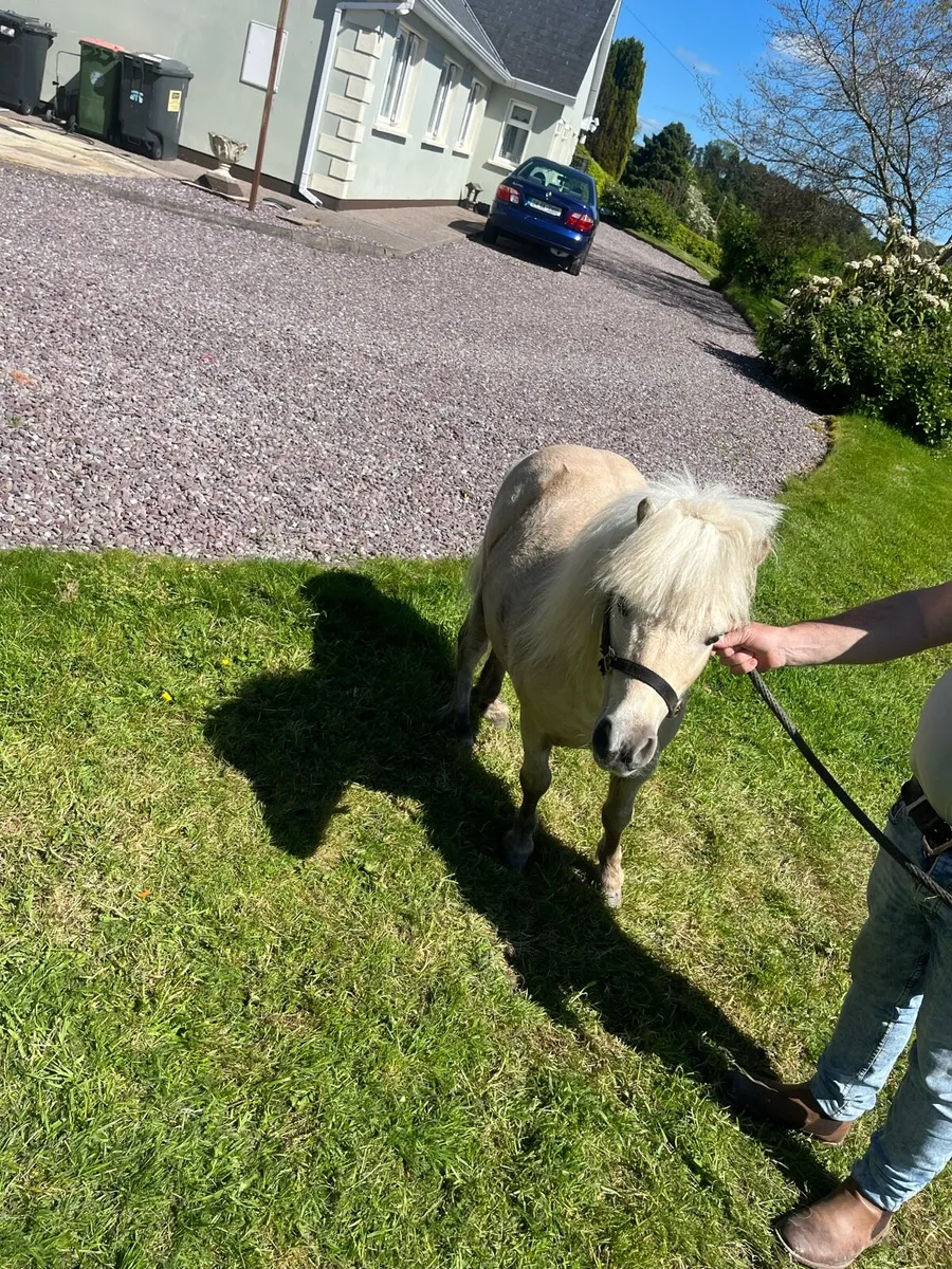 Standing at stud miniature fellabella stallion - Image 3