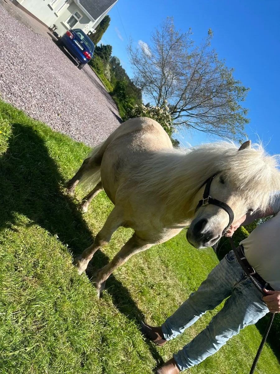 Standing at stud miniature fellabella stallion - Image 1
