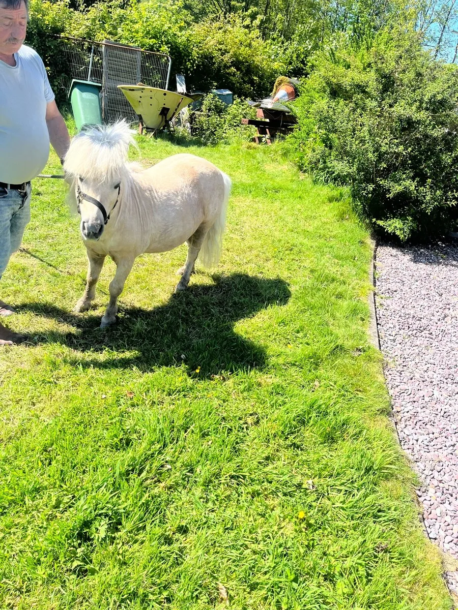 Standing at stud miniature fellabella stallion - Image 4