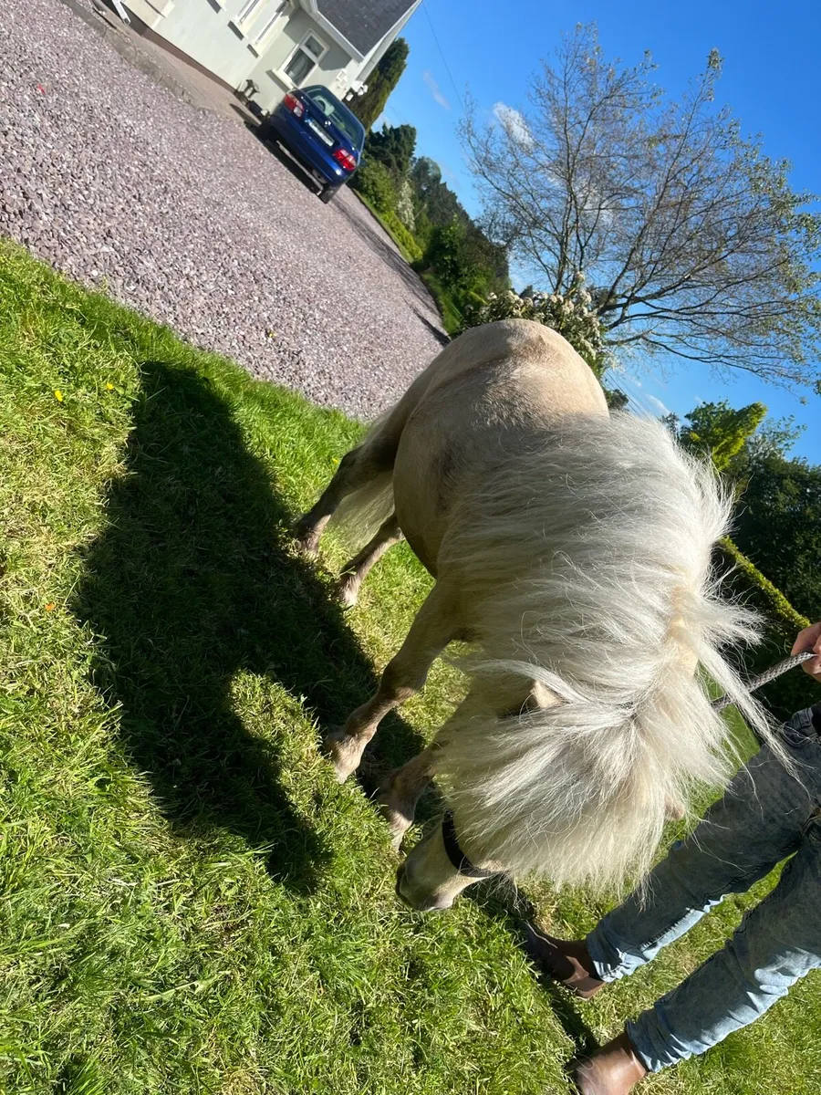 Standing at stud miniature fellabella stallion - Image 2