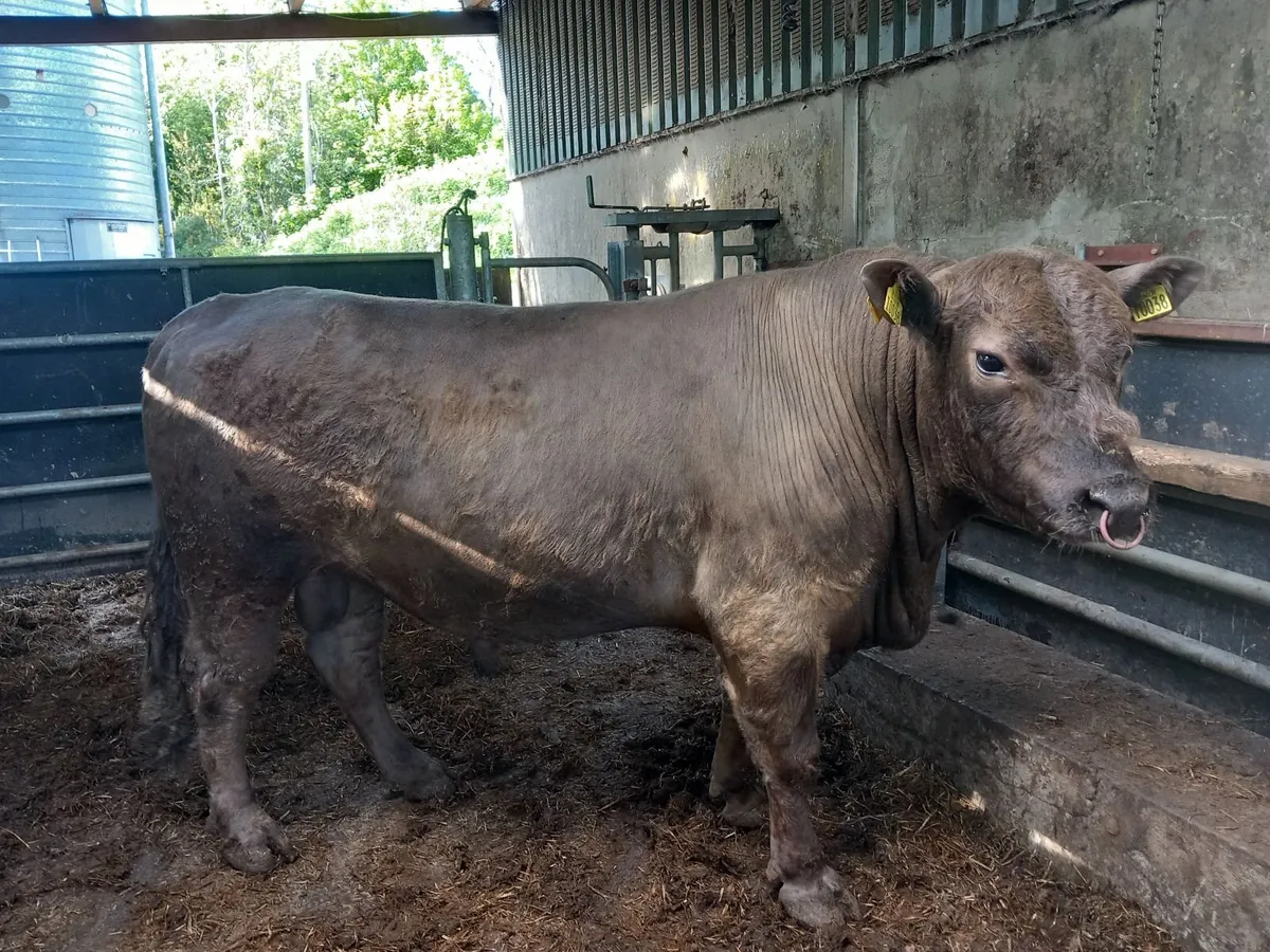 Cattle - Image 4