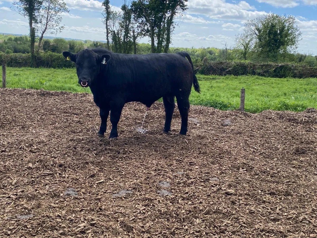 Angus bull - Image 4