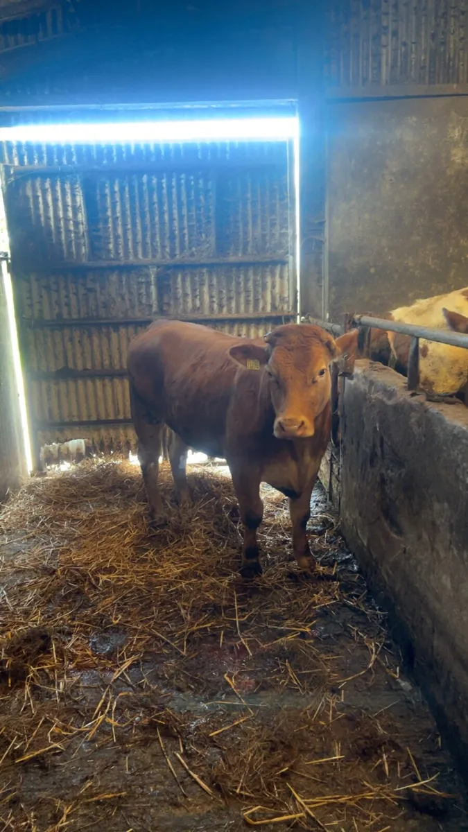 Limousin heifer - Image 3